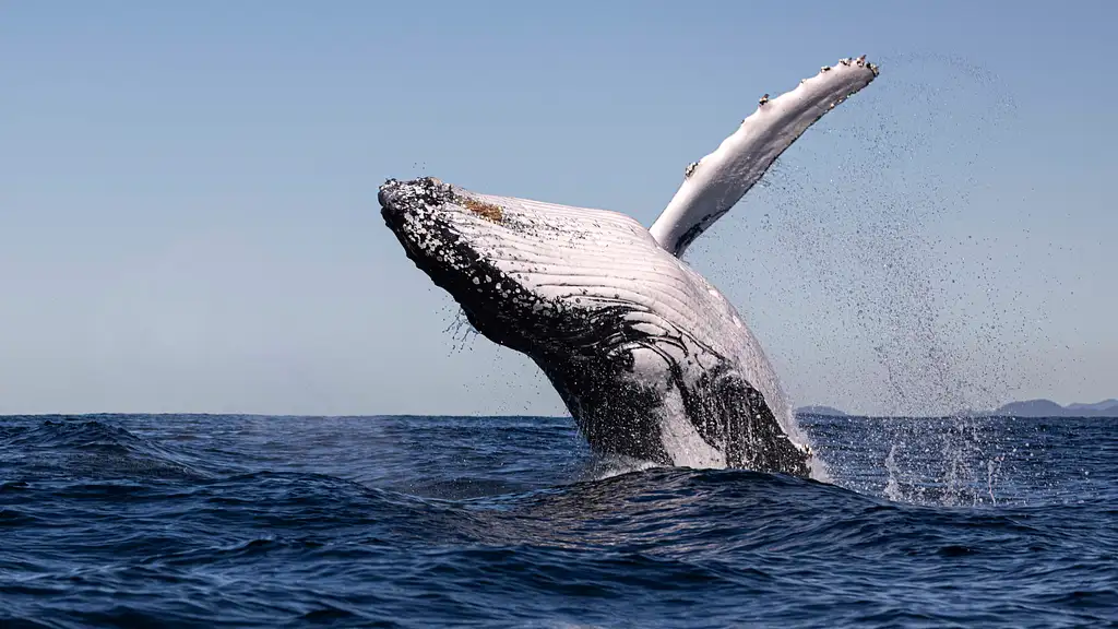 Whale Watching Tour Byron Bay