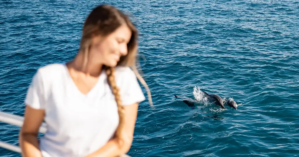 Dolphin watch & Turtle snorkel in Oahu