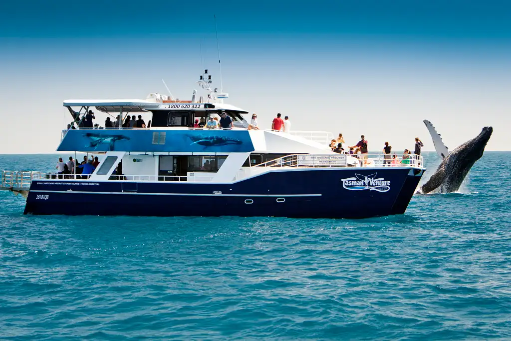 K'gari (Fraser) Island Whale Watching Encounter - Departing Hervey Bay