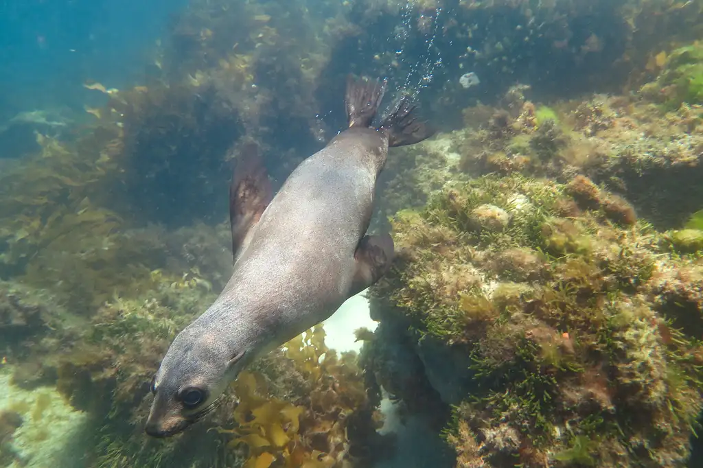 Great Reef Snorkel Tour - Swim with Dolphins and Seals