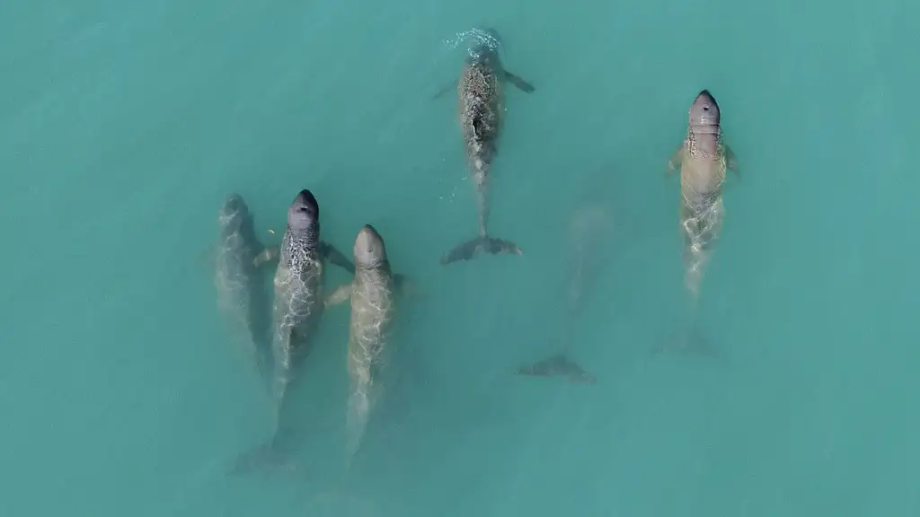 Snubfin Dolphin Eco Cruise - Broome