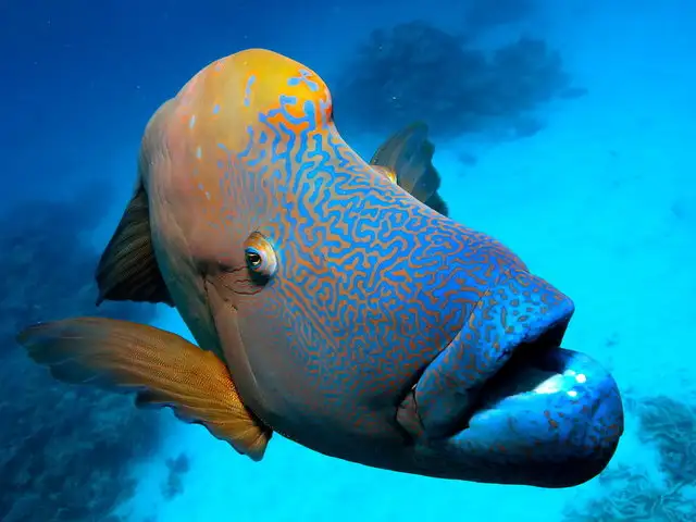 Silversonic Great Barrier Reef Intro Dive from Port Douglas