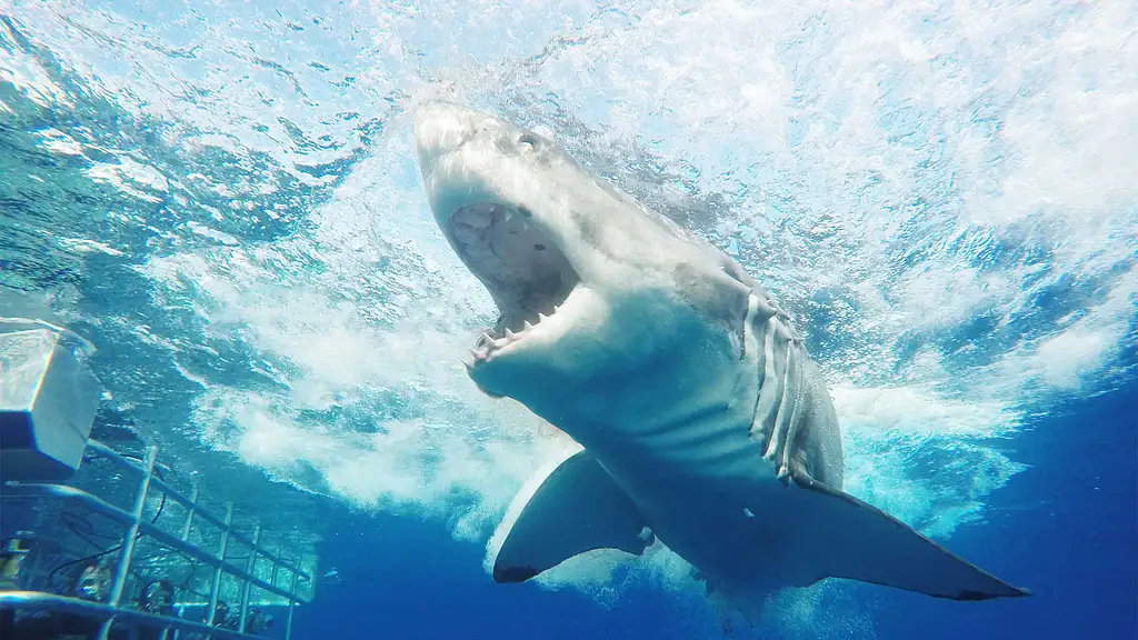 Shark Cage Diving - Port Lincoln