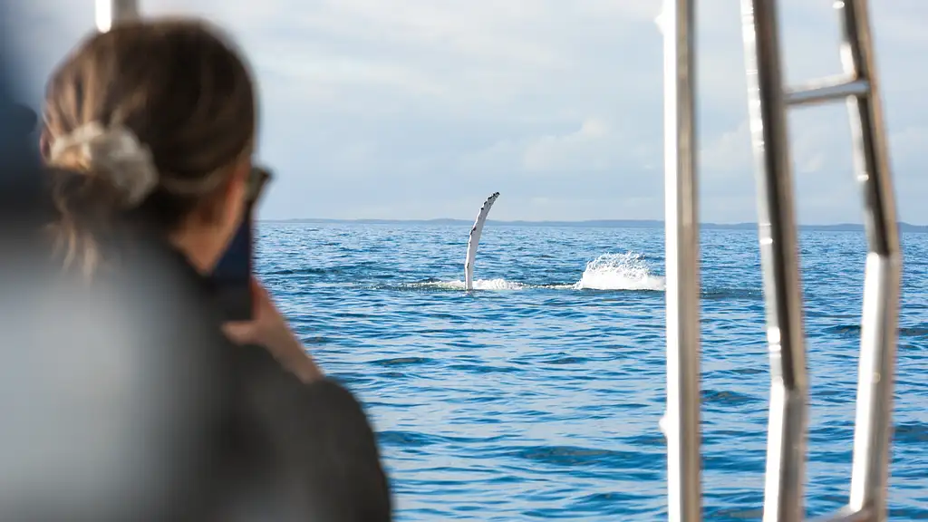 K'gari Island Whales & Beaches Half Day Tour (July to October)