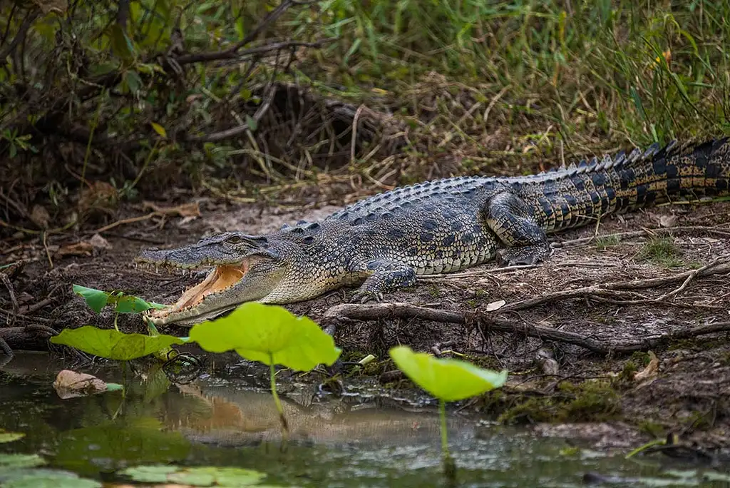 4 Day Kakadu, Katherine & Litchfield Adventure | Intrepid Tour