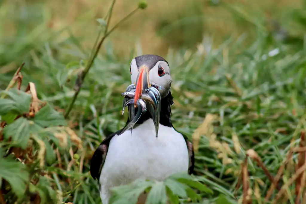 Premium Puffin Tour in Reykjavík