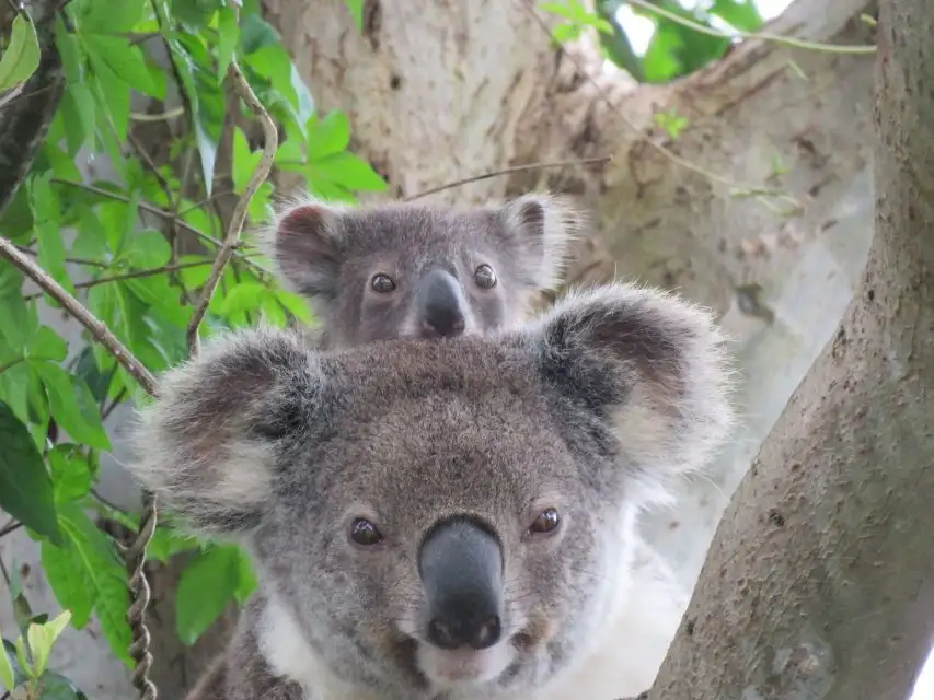 Byron Bay Koala-Spotting Eco Tour