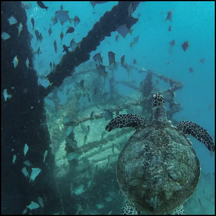 Ex-HMAS Brisbane Double Dive