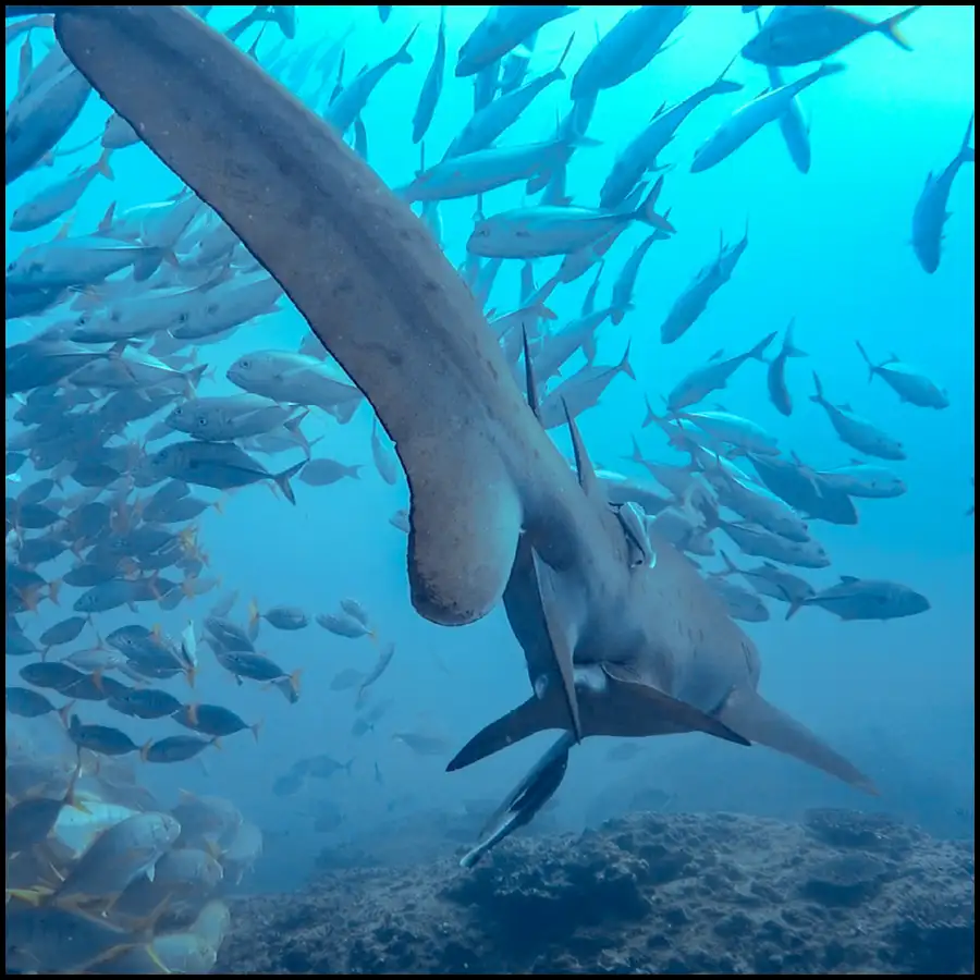 Grey Nurse Shark Reef Double Dive