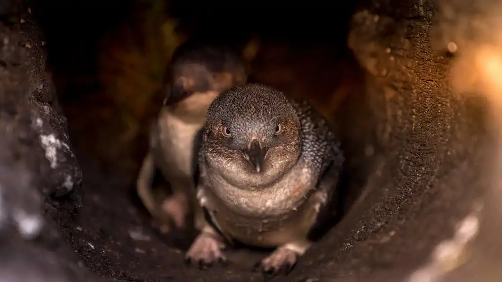 Bicheno Penguin Tour