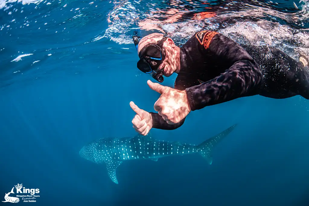 Whale Shark Snorkelling Adventure Tour (March-July) | Departing Exmouth