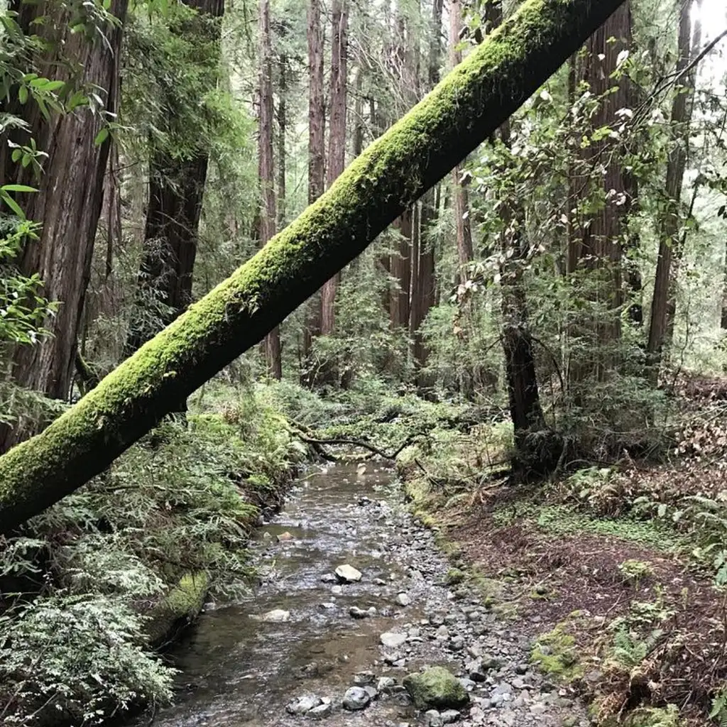 Best Day in San Francisco and Muir Woods Tour