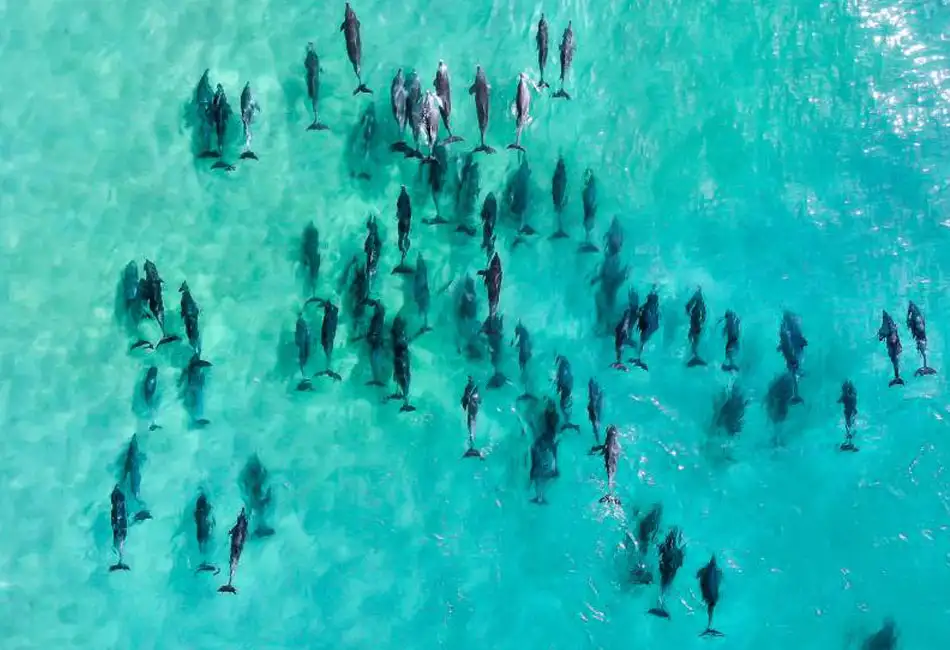 Inner Great Barrier Reef Explorer | 30 Minute Helicopter Flight