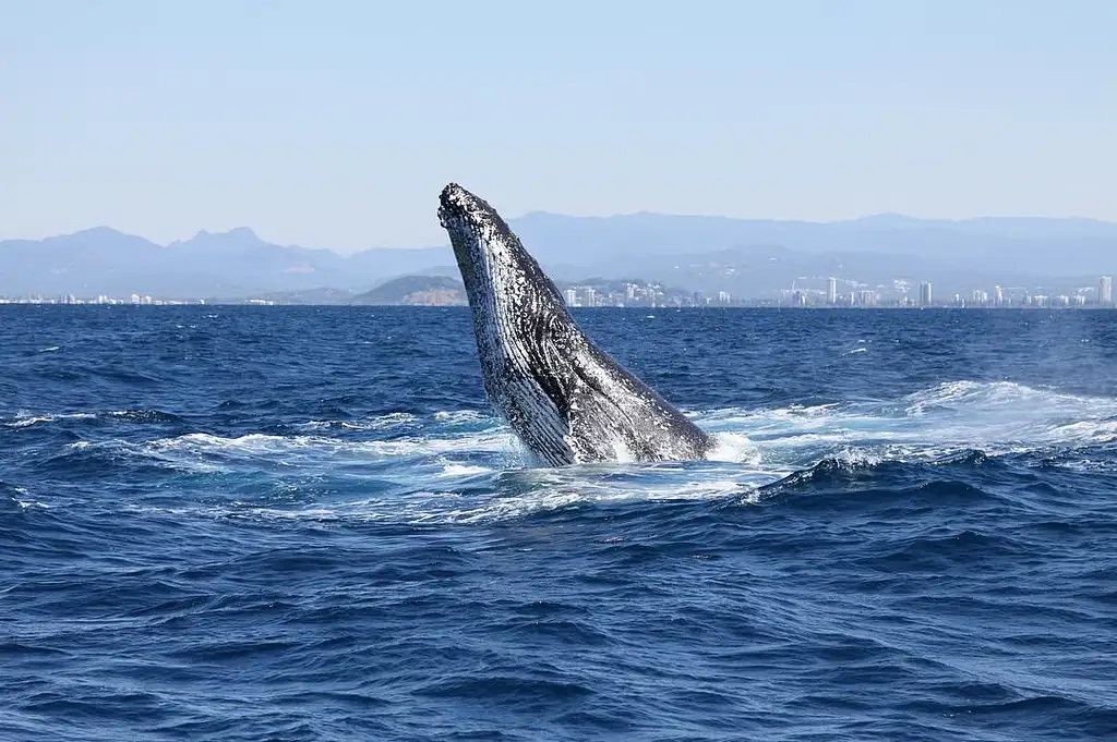 Gold Coast Whale Watching Cruise