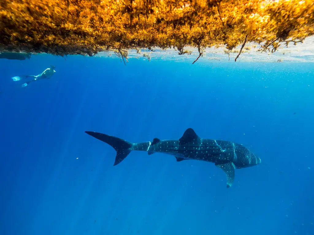 Deluxe Whale Shark Swim Tour | Departing Exmouth