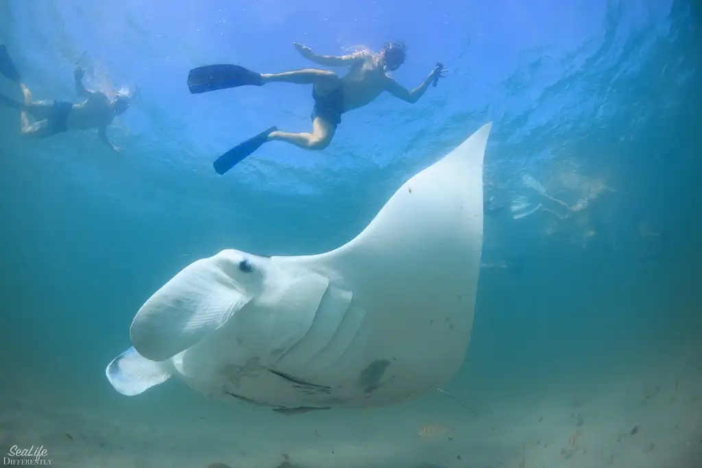 Marine Eco Safari with Manta Rays | Departing Coral Bay