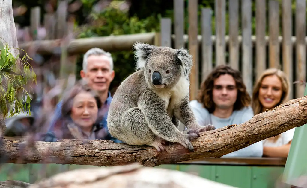 Penguins and Wildlife Nature Experience - Melbourne