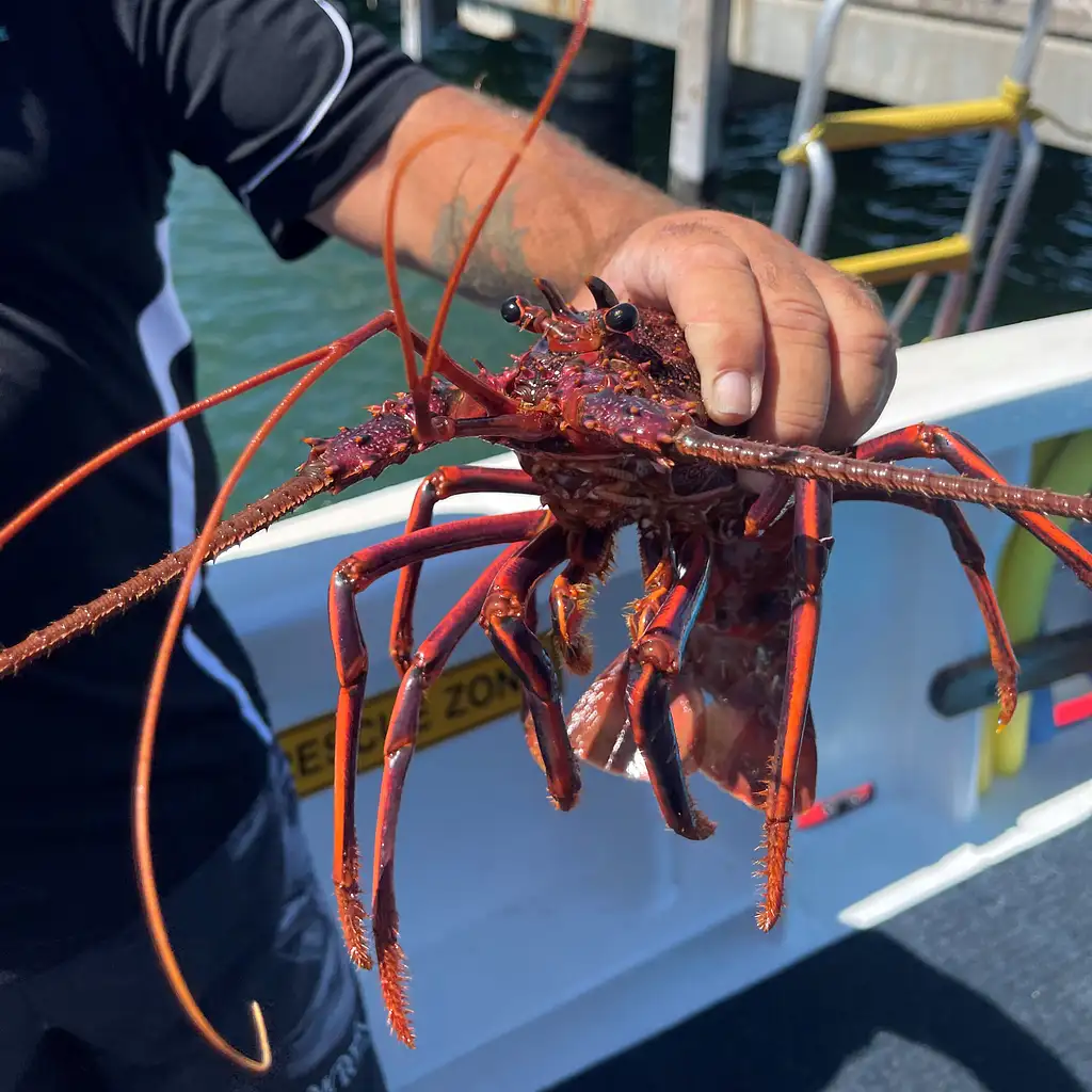 Rock Lobster Catch & Keep Boat Tour