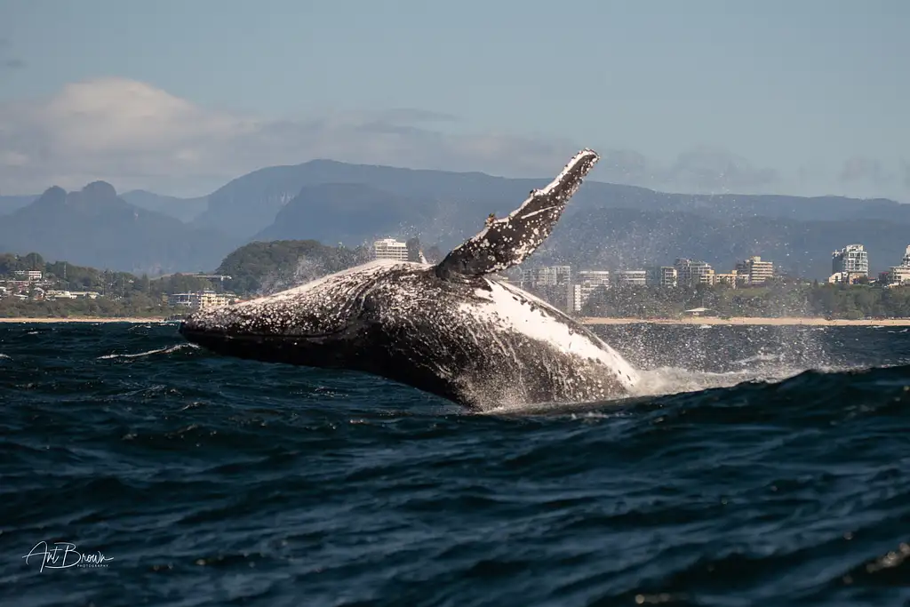 Safari-Style Whale Watching