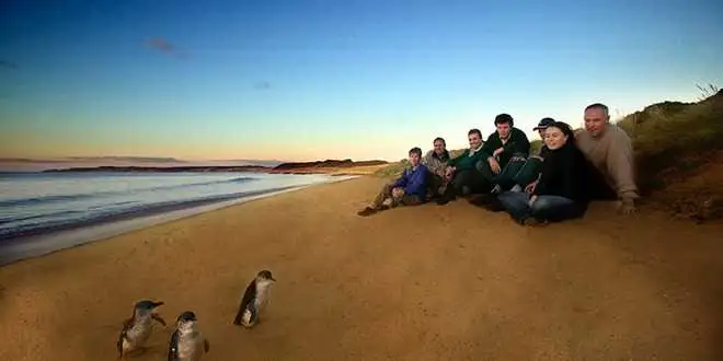 Mornington Peninsula and Penguin Parade - Day Tour