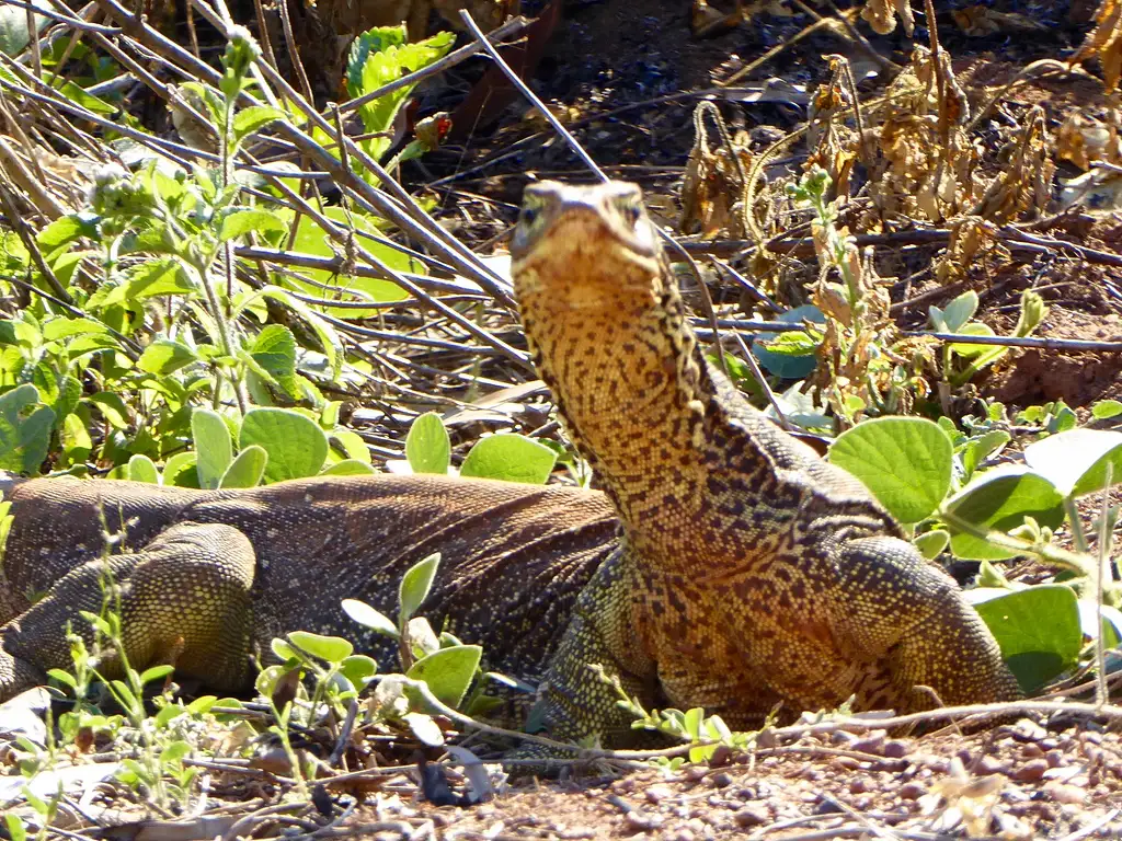 Top End Wildlife & Nature Tour