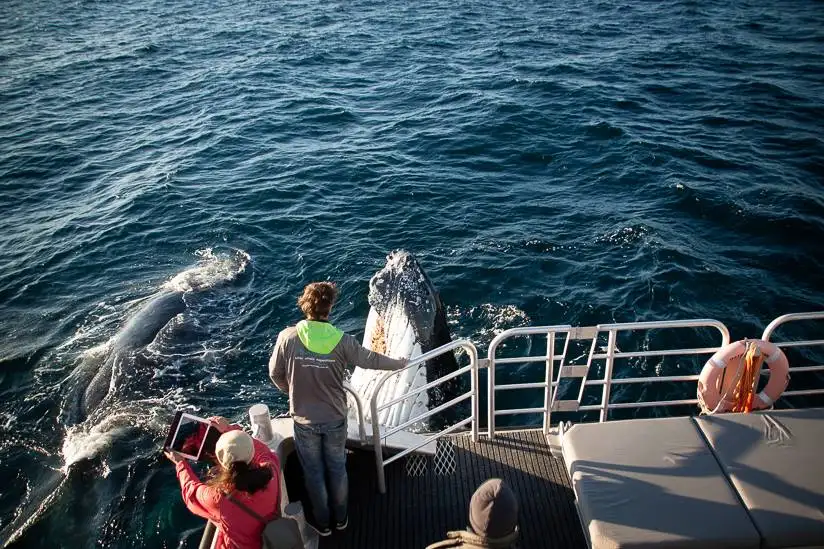 Augusta Whale Watching Eco Tour