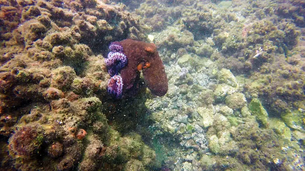 Gold Coast Single Dive