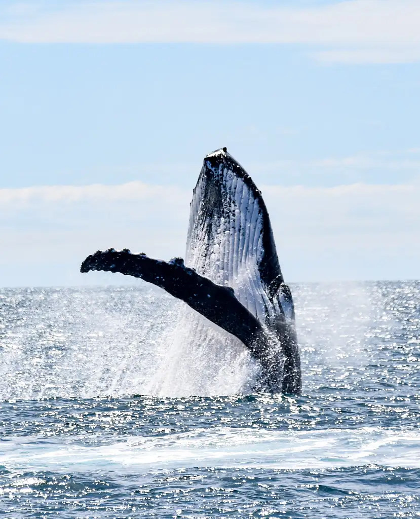 Sunshine Coast Whale Watching Cruise