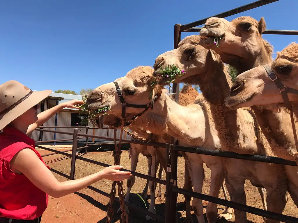 Camel Express Uluru