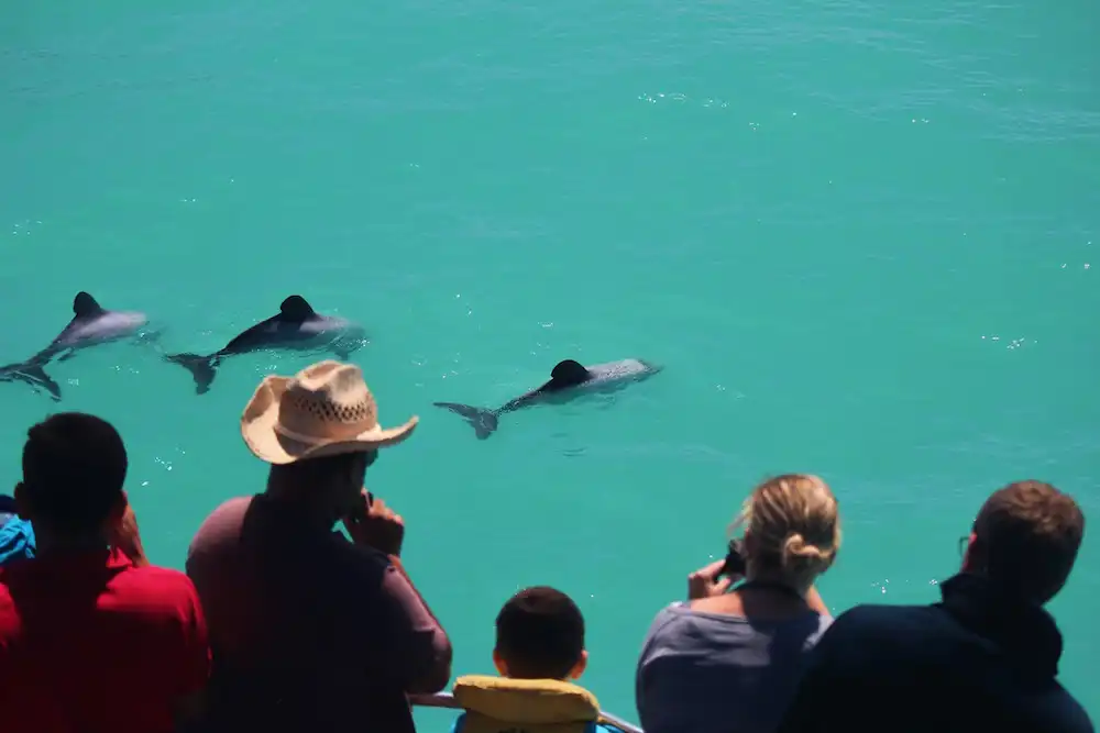 Kaikoura Whale Watching Tour