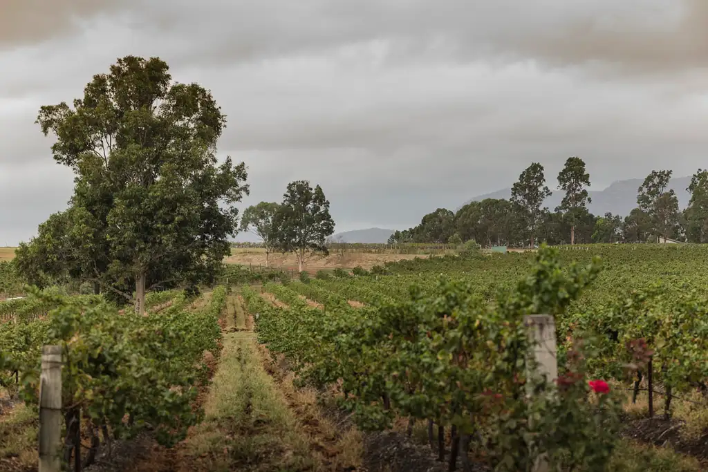 Hunter Valley Half Day Wine and Cheese Tasting Tour