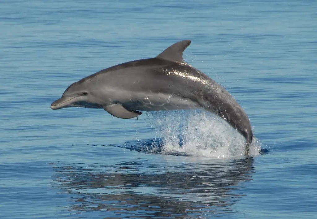 K'Gari (Fraser Island) Eco-Sailing Dolphin Adventure - Departing Hervey Bay