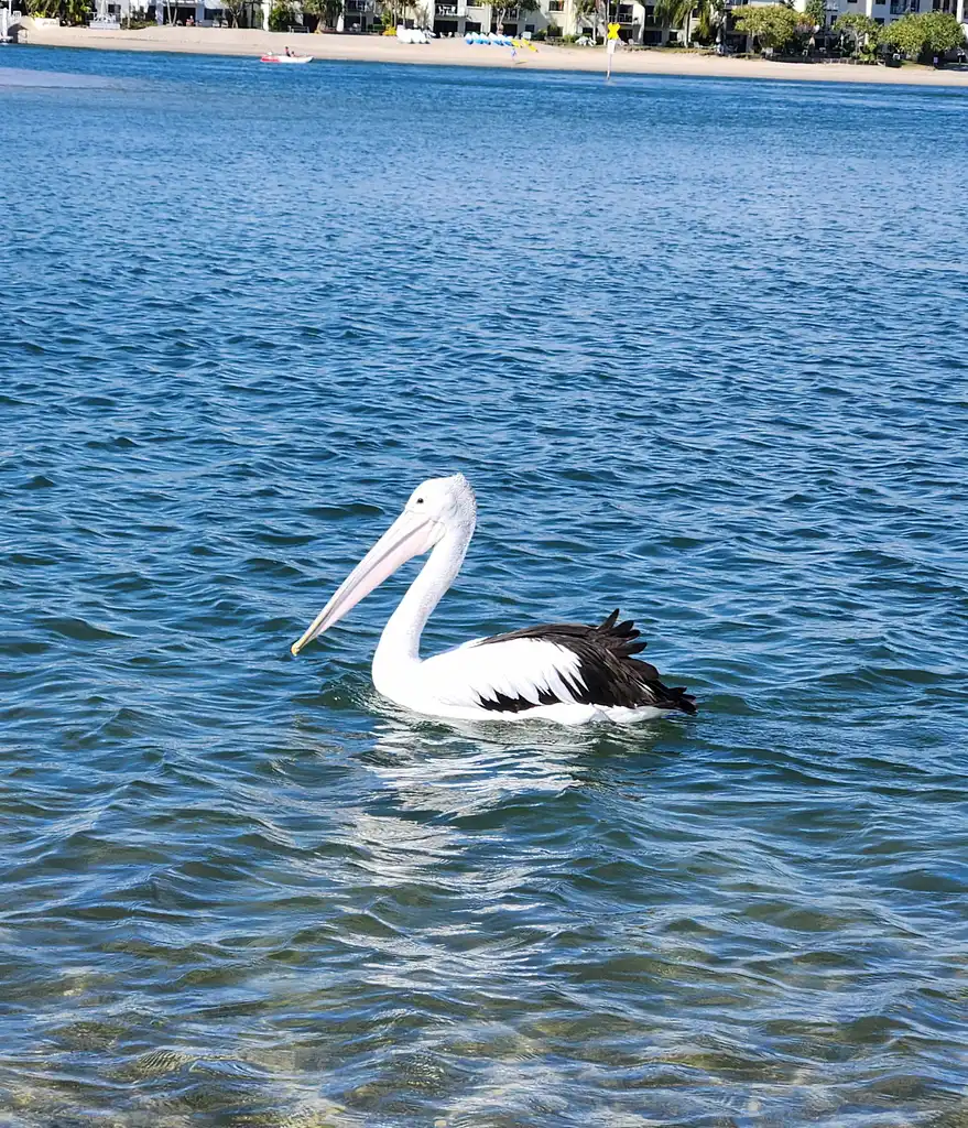 Stand Up Paddle Hidden Waterways & Wildlife Tour - 2 Hour