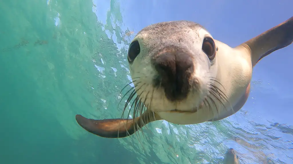 Swim with Sea Lions