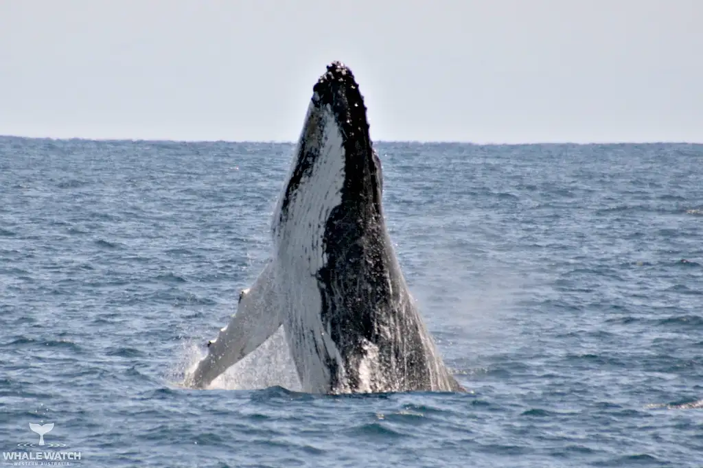 Whale Watching Tour From Perth