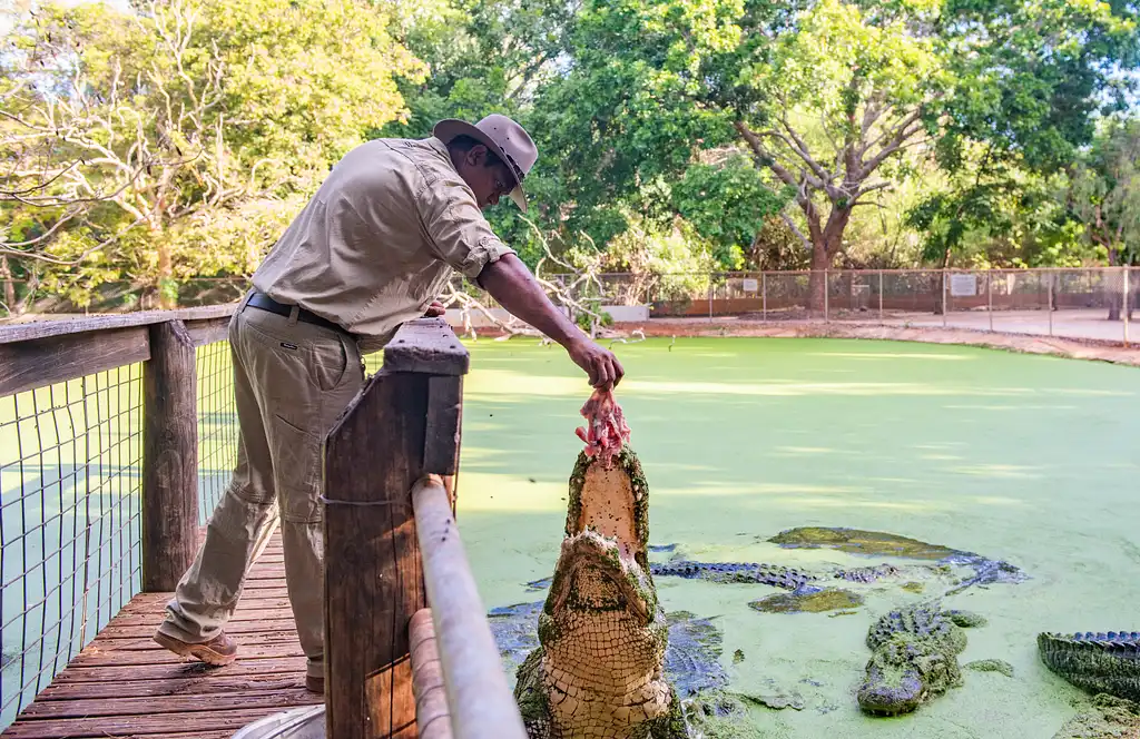 Malcolm Douglas Crocodile Park Tour Including Transportation