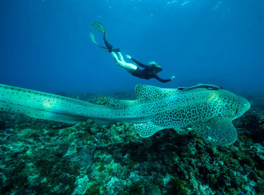 Julian Rocks Snorkeling Tour