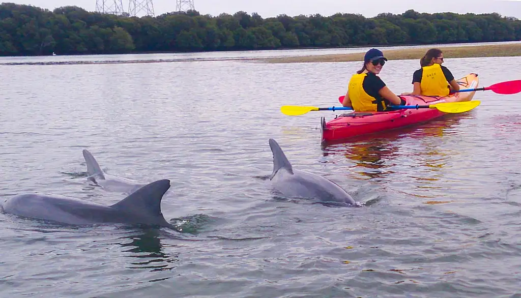 Dolphin Sanctuary Mangroves Tour