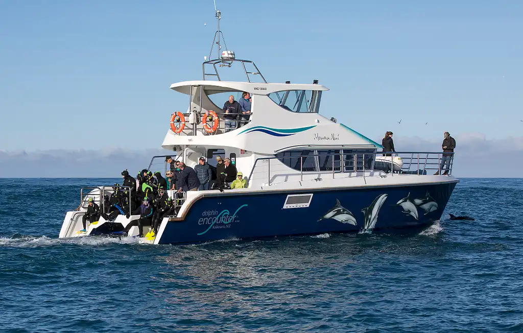 Swim With Dolphins In Kaikoura | South Island