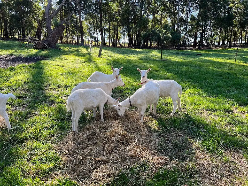 Mornington Peninsula Beach and Bites Day Tour