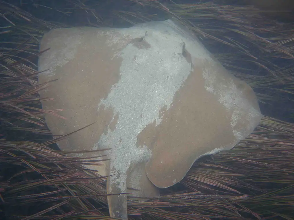 Glass Bottom Kayak Tour - Batemans Bay