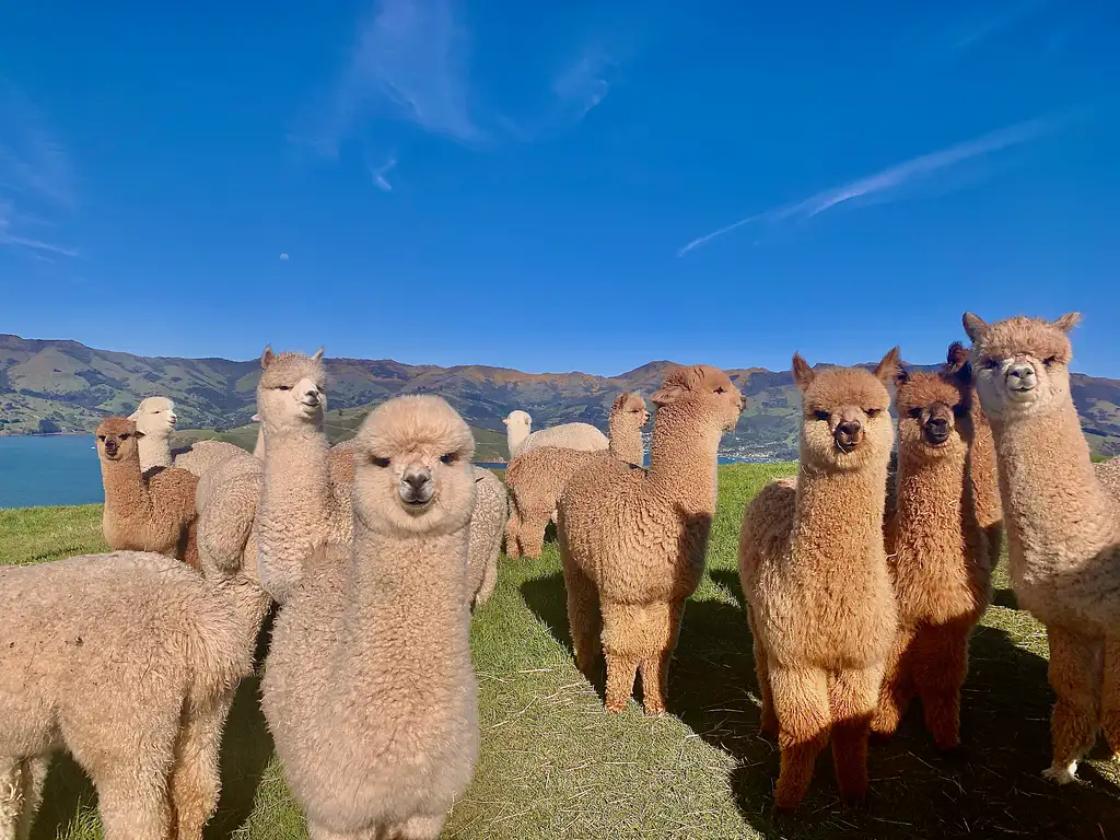 Shamarra Alpaca Farm Tour Akaroa | New Zealand