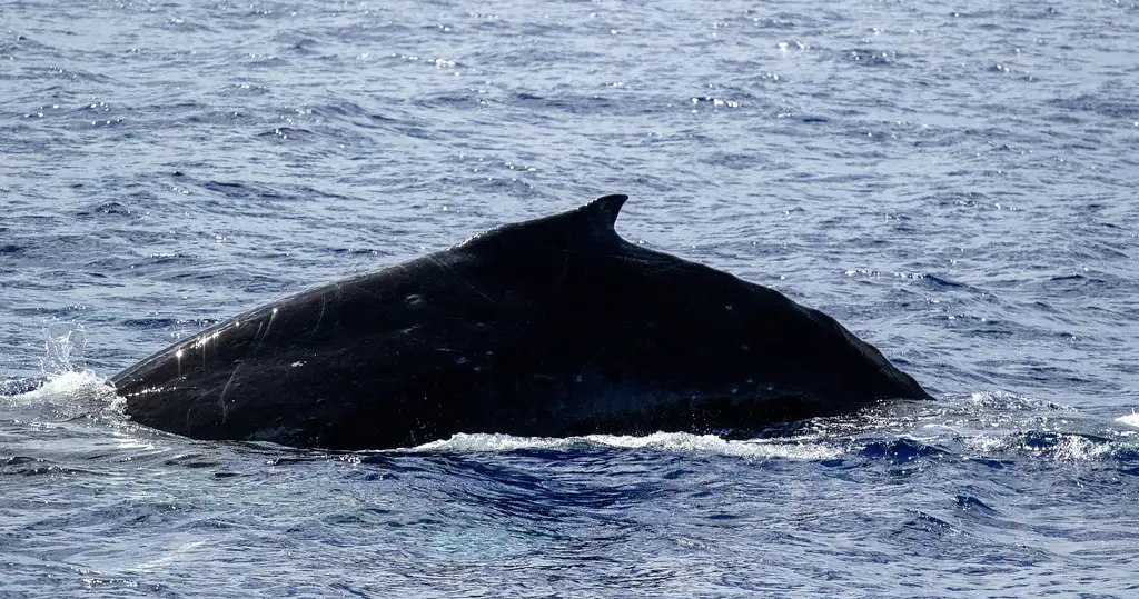 Wild Humpback Whales Tour with Flower Ceremony | Oahu