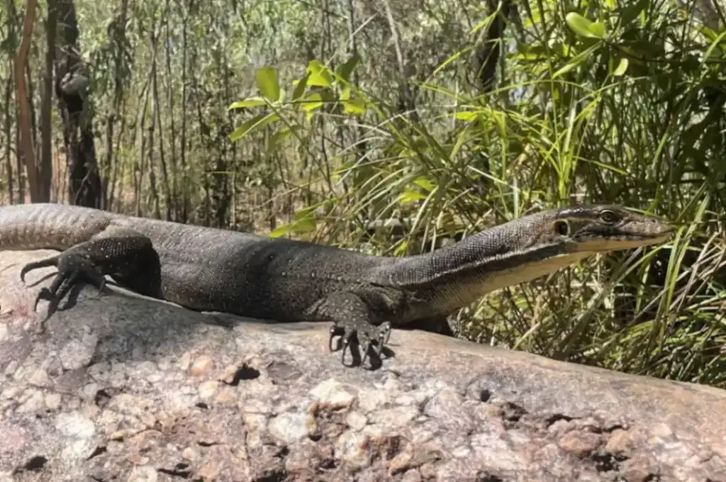 3 Day Kakadu to Litchfield 4WD Swag Camping from Darwin -  TNT24OCTSALE