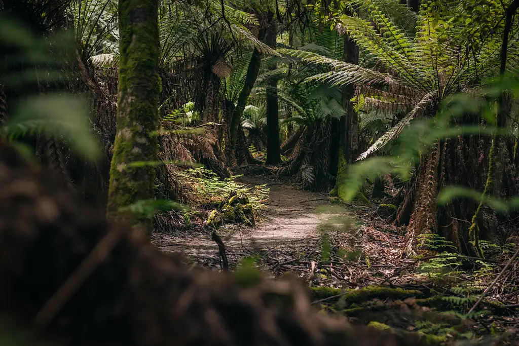 Mount Field to MONA Day Tour | From Hobart