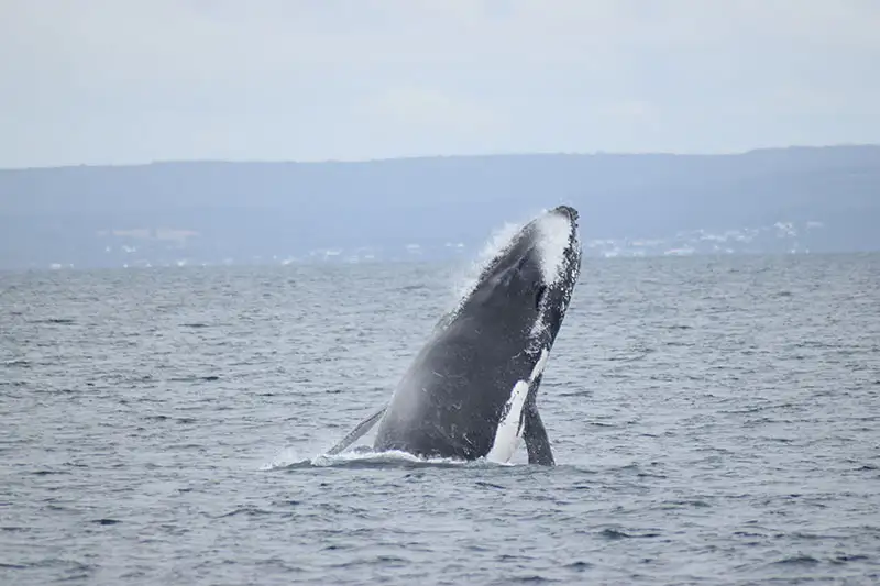 Dunsborough Whale Watching