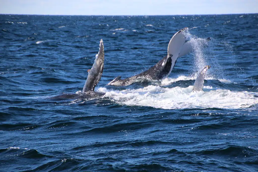 Whale Watching  - Sea World Cruises | Gold Coast