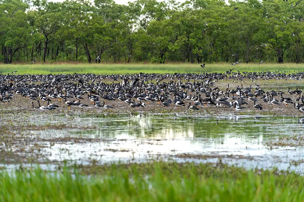 Kakadu Overnight Retreat & Yellow River From Darwin (Nov - Mar)