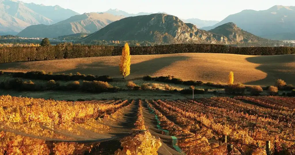 Taste of Wanaka Wine Tour