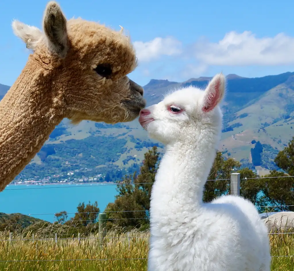 Shamarra Alpaca Farm Tour Akaroa | New Zealand